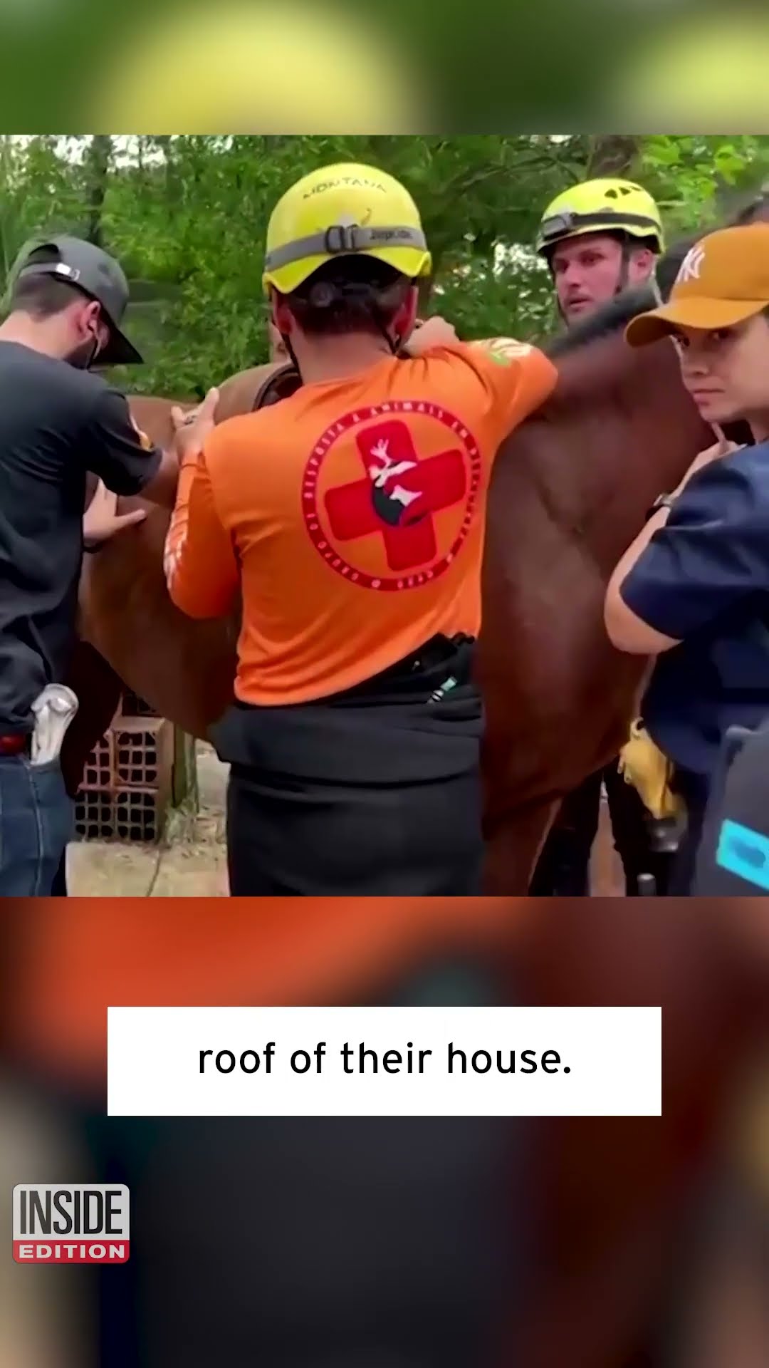 Horse Stranded on Roof Lowered by Crane #shorts