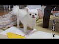 パパの気を引きたくて「チラ見」しまくるイッヌ【チワワ】