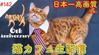 #142 6周年記念！日本一高画質猫カフェ生配信(自称) Virtual catcafe tour