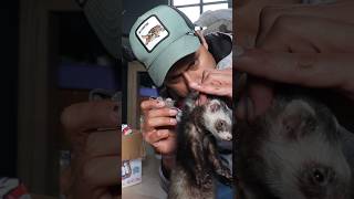 Mis animales tienen pulgas #foryou #animales #viral #shorts
