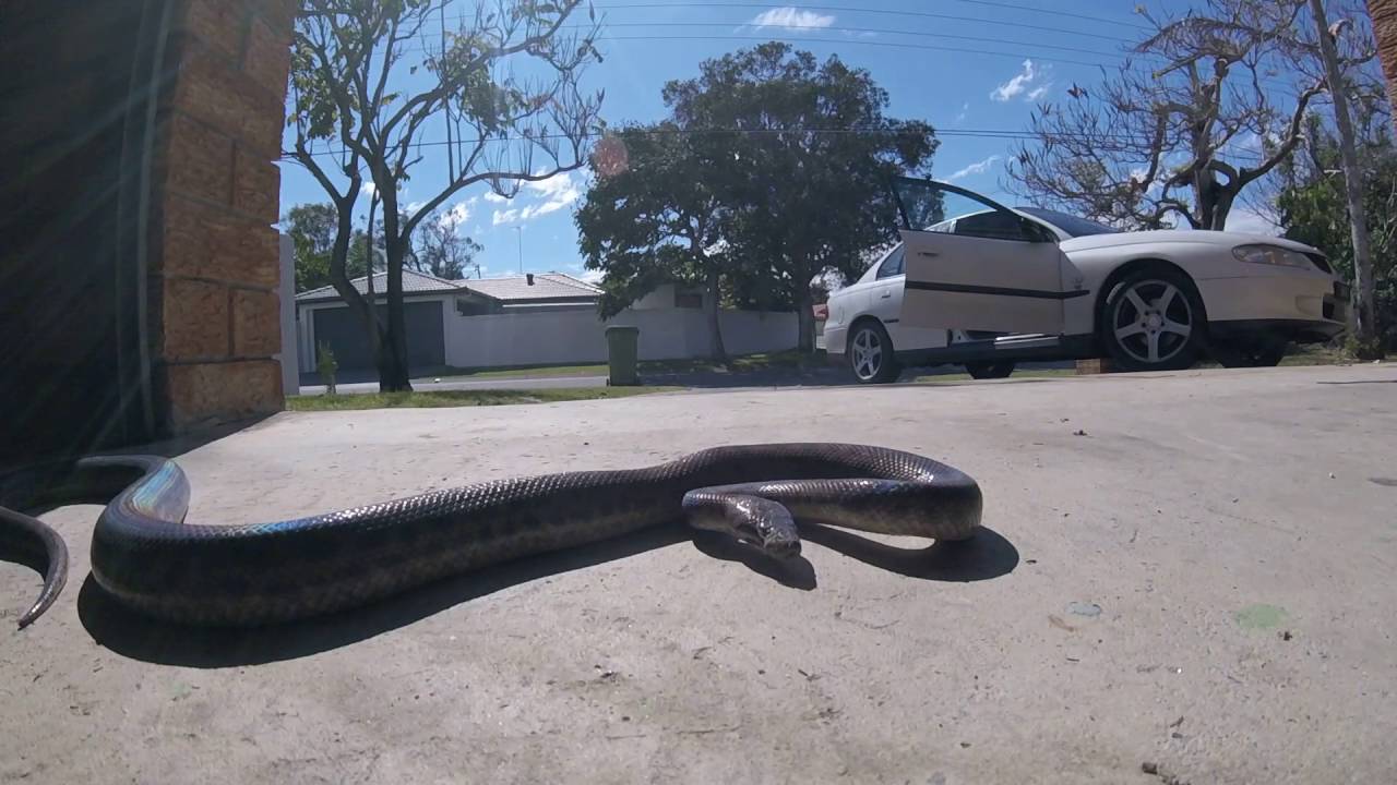 spotted python in mermaid waters - YouTube