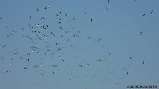 Cigüeñas volando en Soto Gutierrez
