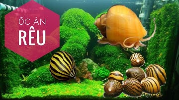 [TSLC] Ốc Ăn Rêu-Nerita-Cận Cảnh Ốc Dọn Vệ Sinh Hồ Cá/Snail Eating Moss-Snail Aquarium Cleaning
