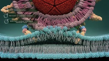 Viral entry process of dengue virus