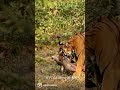 Noor T 39 Makes A Kill Noor T 39 Makes A Kill