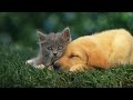 A dog eats grass and breastfeeds a cat