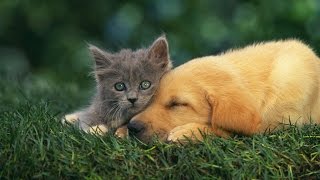 A dog eats grass and breastfeeds a cat