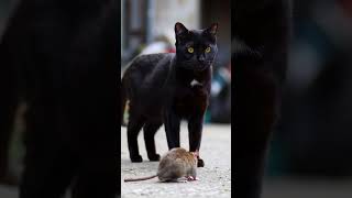 Saat Kucing Tak Menyerang Tikus 😮 #cat #short #shorts