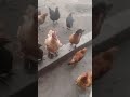 #gallinas #chicken #gallinablanca #gallinasfelices #animals