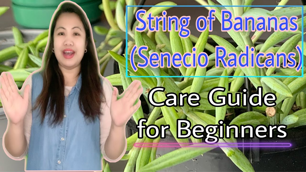 String of Bananas Care Guide for Beginners YouTube