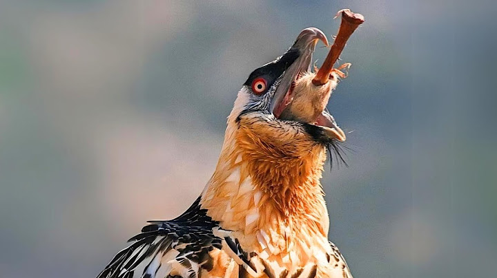 Bearded Vulture 🍖 The Bone-Eating Bird!