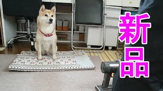 柴犬小春　【自分のものだとなぜ分かる？】おニューのマットでドヤ顔！室内柴の冬支度^^