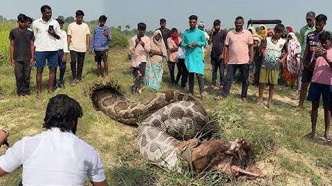 जब किसान के खेत में मिला अजगर सांप और देखिए कौन से जीव को जिंदा निगल गया था।😱 Rock Python Rescue