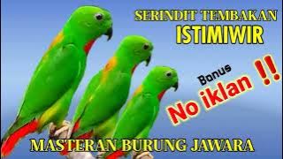 🔴 Masteran serindit istimewa tembakkan panjang ‼