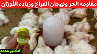 أسرع حل لعلاج نهجان الفراخ والاحتباس الحراري وحر الصيف وكمان زياده سحب العلف في الصيف