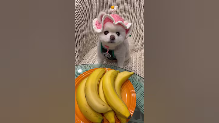 저승꽃“검버섯”99% 없애는 방법 #샤샤의하루#건강이최고다#멜라닌#기미#pets