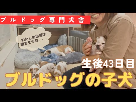 生後43日目 ブルドッグの子犬を1人ひとりを紹介していきます🐶