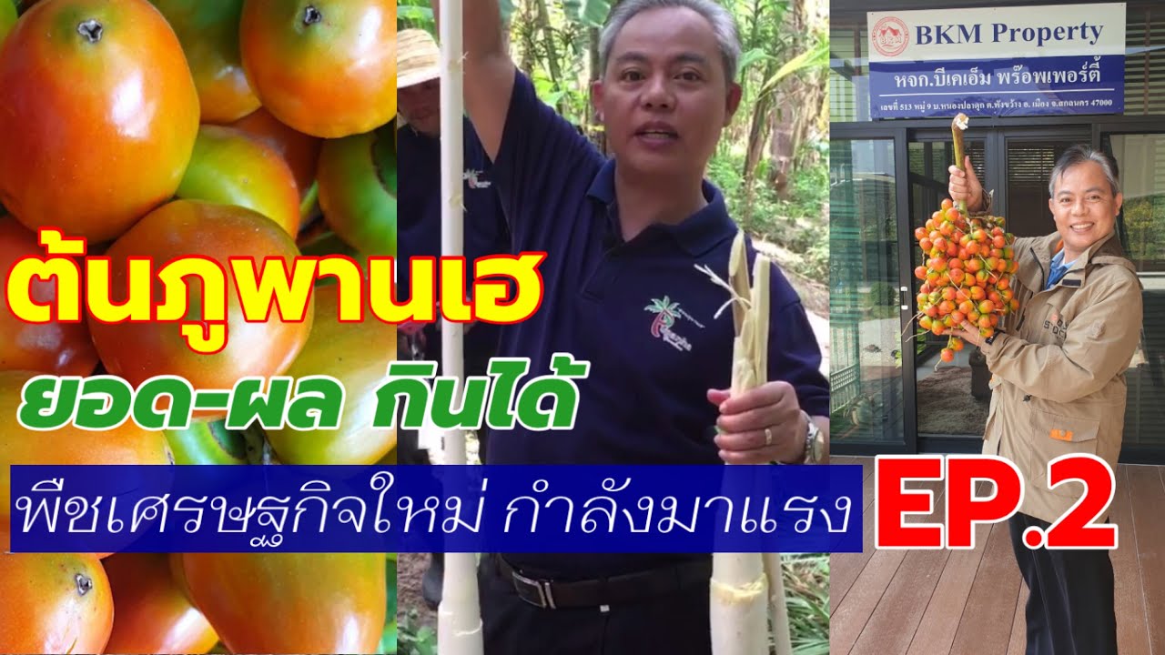 อีกครั้ง!! “ภูพานเฮ pupunha” พืชเศรษฐกิจใหม่ เจ้าแรกและเจ้าเดียวในไทย EP.2 | เกษตรกรชาวบ้าน