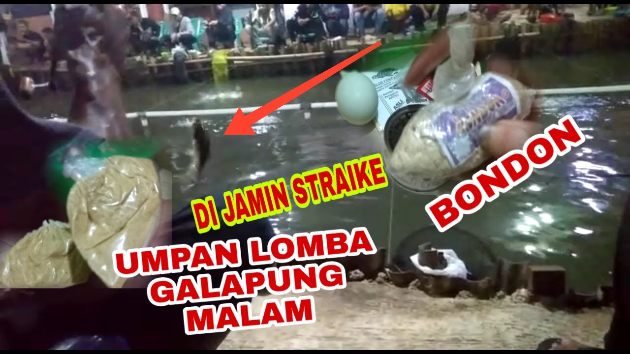 UMPAN IKAN MAS BONDON LOMBA GALAPUNG MALAM HARI