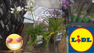 ARRIVAGE LIDL 11 JUIN 2026