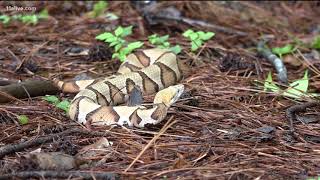 What to do if your child or you are bit by a Copperhead