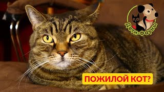 Как понять что кошка стареет? 8 признаков старения кошки