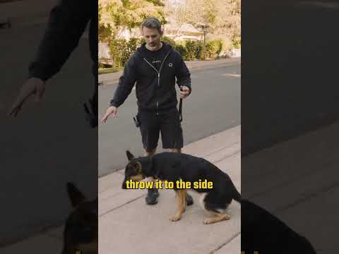 Does Your Dog Bolt When The Leash Comes Off