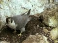 La falaise aux faucons pèlerins