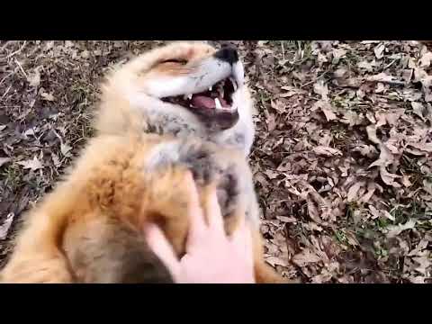 Vox laughing for 52 seconds (Cute)