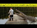 போட்டோகிராப்பர்களை கதறவிட்ட விலங்குகள் | When Animals Surprised Photographers | Tamil Amazing Facts