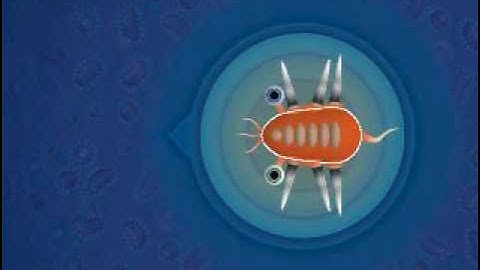 Spore cell stage part one