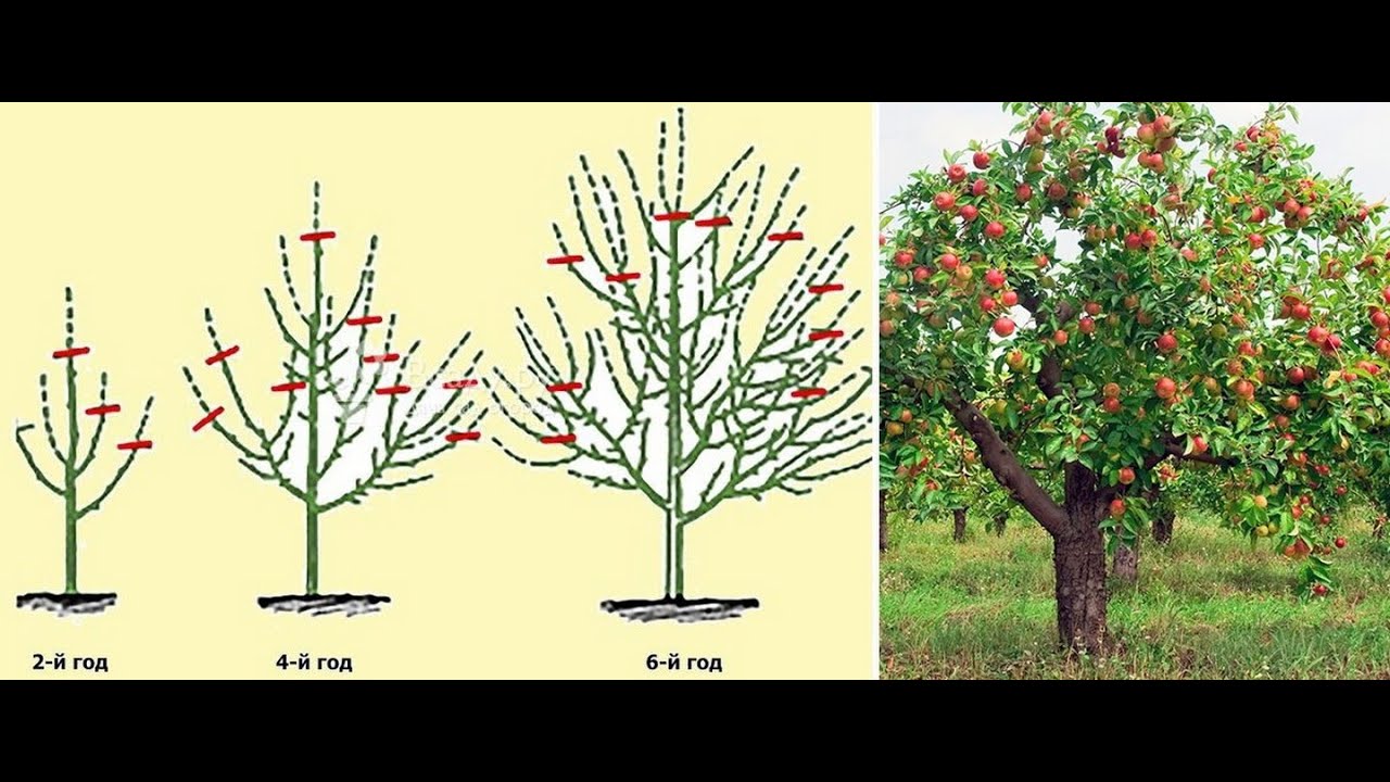 Как правильно обрезать взрослую. Формировка кроны яблони. Крона яблонь формировка. Чашевидная крона яблони. Формировка саженца яблони.