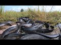 Best Fishing Video! a fisherman catching many fish at field, catch redfish by hand