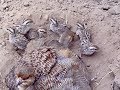 Dakhni teetar bird | teetar chicks food | teetar eggs | Dakhni Teetar Pair With Chicks Mp3