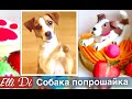 СОБАКА ПОПРОШАЙКА | ДРЕССИРОВКА СОБАКИ | ELLI DI