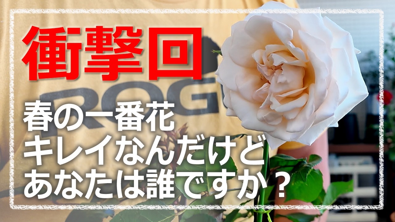 c*読様 3561☘️蕾花タグ付☘️希少品種☘️ロゼルミエール⭐️カラーチェンジ A shocking episode?! The rose I bought bloomed with a different