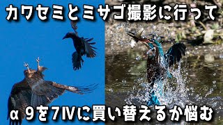 【野鳥撮影】カワセミとミサゴ撮影に行ってSONY α9をα7Ⅳに買い替えるか悩む【ソニー機材選考】