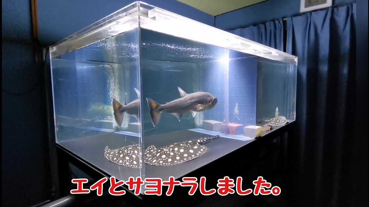 エイブリーダーの夢を託してきました。【ダイヤモンドポルカ】 - YouTube