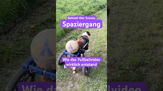 #hund #bordercollie #dogshorts #disability #fußball #gassigehen #spaziergang #cutedog #tiere #spaß