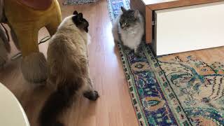 cat body language Ragdoll vs Maine Coon