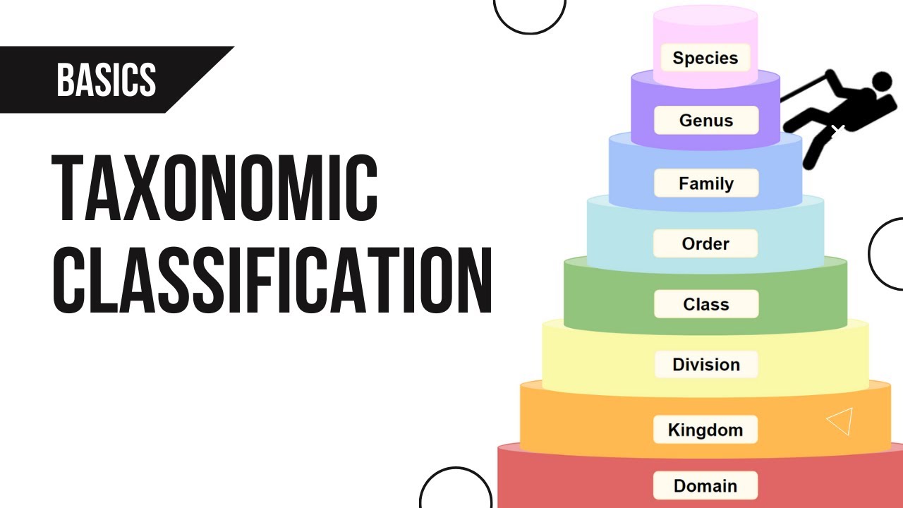 Taxonomic Classification | Basics - YouTube