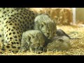 Four cheetah cubs make their debut at Vienna zoo | AFP