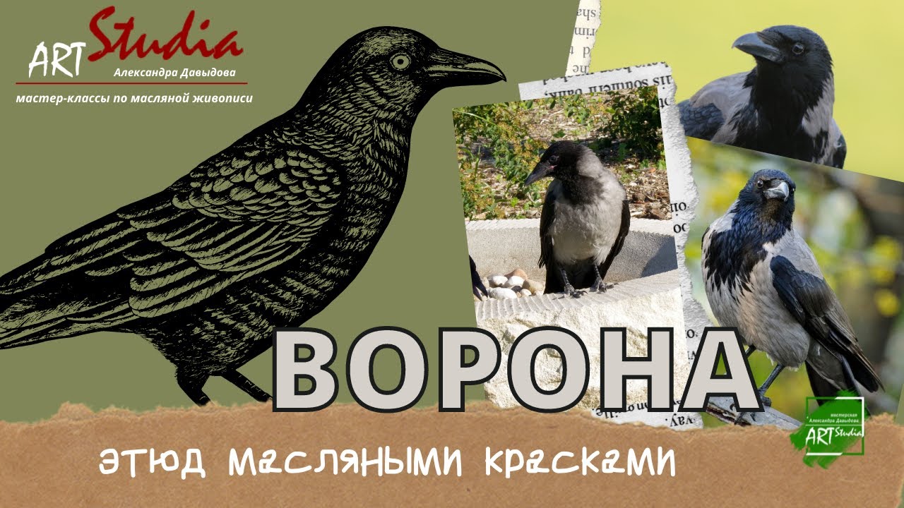 Пишем этюд с серой вороной/ The crow. Etude.
