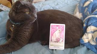 Tarot for Cats: Bron's Daily Draw #7 by Jake Waldweg Whatever 5 views 2 years ago 56 seconds