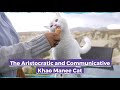 The Aristocratic and Communicative Khao Manee Cat の動画、YouTube動画。