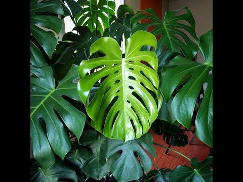 Video: Monstera Qanday Gullaydi