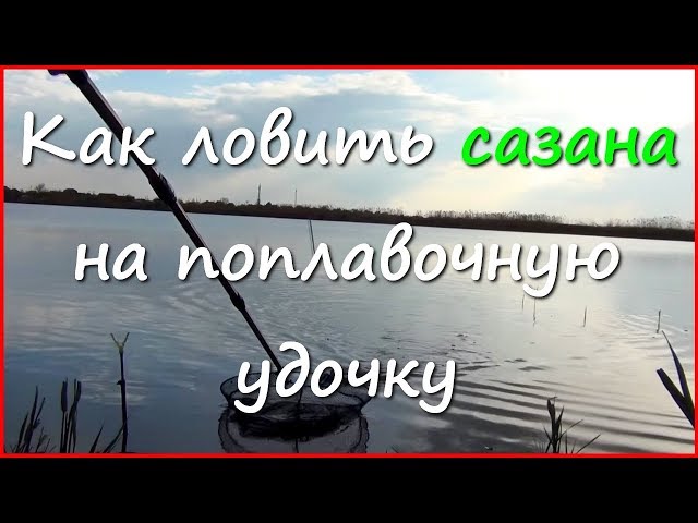 Рыбалка на карася и сазана в апреле