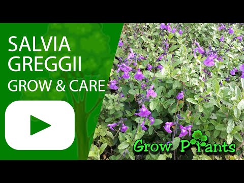Salvia greggii - grow & care (Autumn sage)