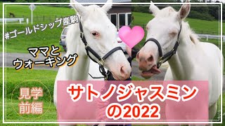 サトノジャスミンの2022 ゴールドシップ産駒の可愛い白毛ちゃん【前編】