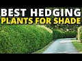 Top 5 Best Hedging Plants for Shade 